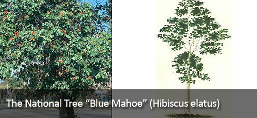 jamaican-mahoe.jpg